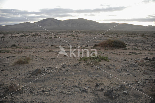 Fuerteventura