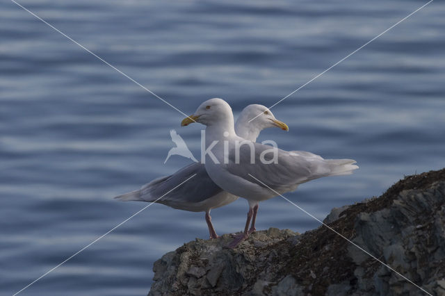 Grote Burgemeester (Larus hyperboreus)