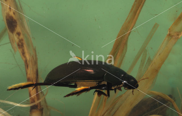 Grote spinnende watertor (Hydrophilus piceus)