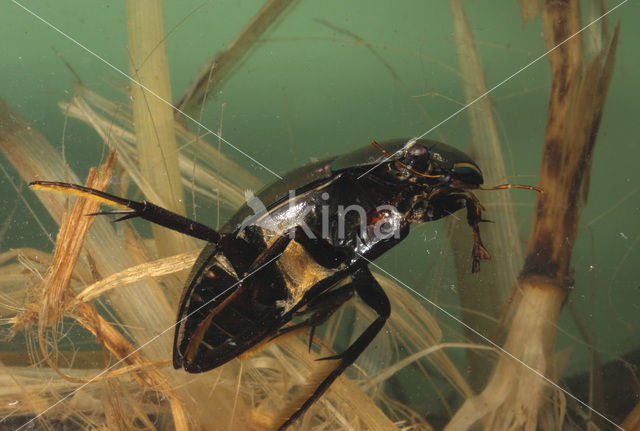 Grote spinnende watertor (Hydrophilus piceus)