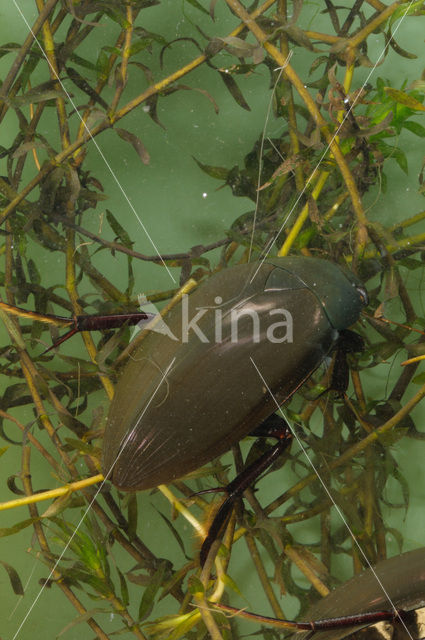 Grote spinnende watertor (Hydrophilus piceus)