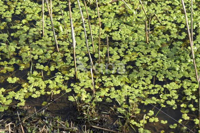 Grote waterranonkel (Ranunculus peltatus)