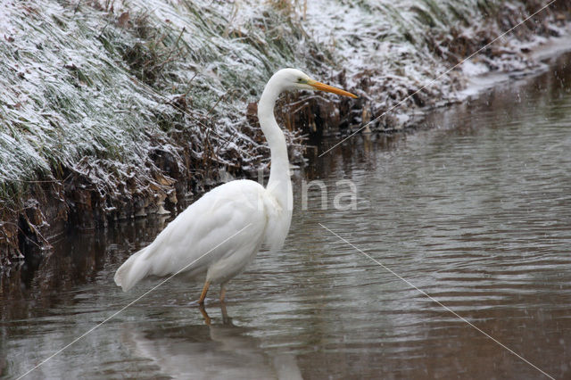 Grote Zilverreiger (Ardea alba)