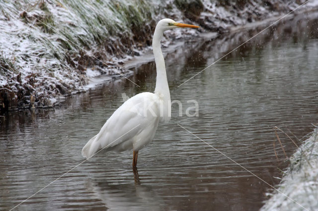 Grote Zilverreiger (Ardea alba)