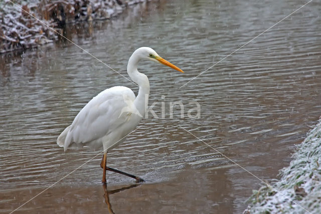 Grote Zilverreiger (Ardea alba)