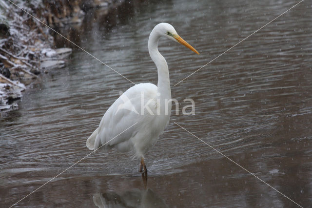 Grote Zilverreiger (Ardea alba)