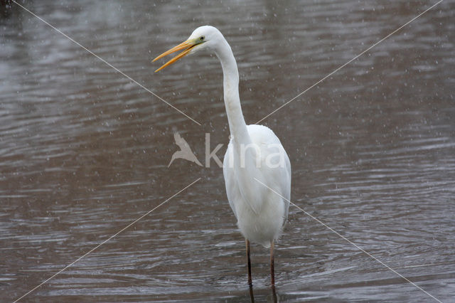 Grote Zilverreiger (Ardea alba)