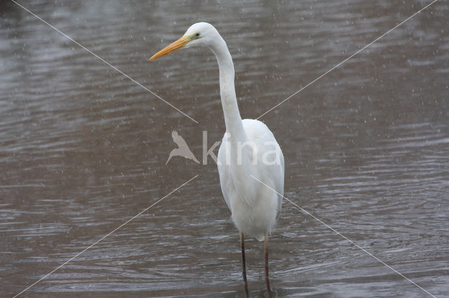 Grote Zilverreiger (Ardea alba)