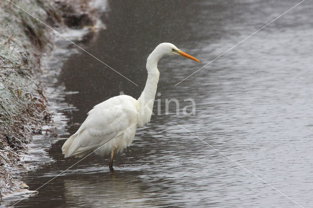 Grote Zilverreiger (Ardea alba)