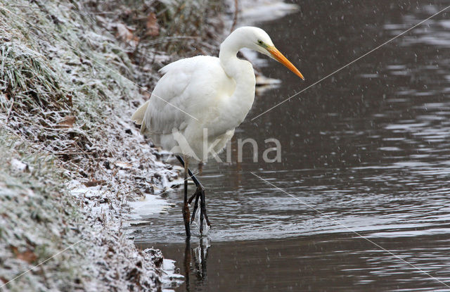 Grote Zilverreiger (Ardea alba)