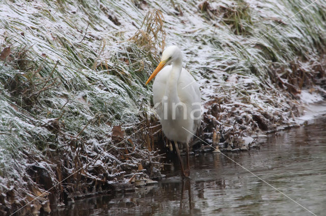 Grote Zilverreiger (Ardea alba)