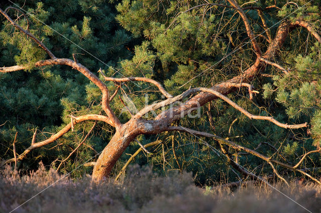 Grove den (Pinus sylvestris)