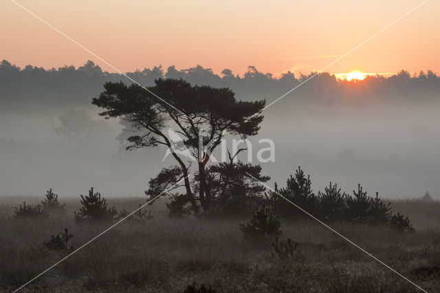 Grove den (Pinus sylvestris)