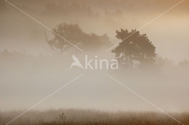 Grove den (Pinus sylvestris)