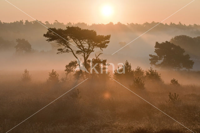 Grove den (Pinus sylvestris)