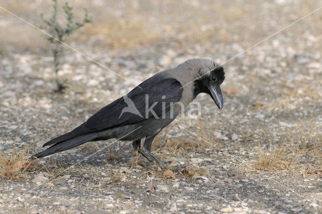 Huiskraai (Corvus splendens)