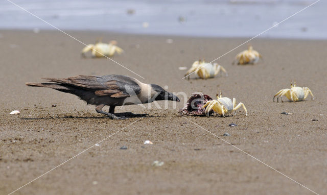 Huiskraai (Corvus splendens)