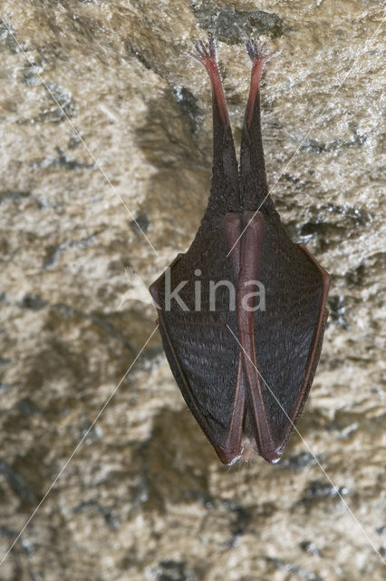 Kleine hoefijzerneus (Rhinolophus hipposideros)