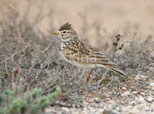 Kleine Kortteenleeuwerik (Calandrella rufescens)