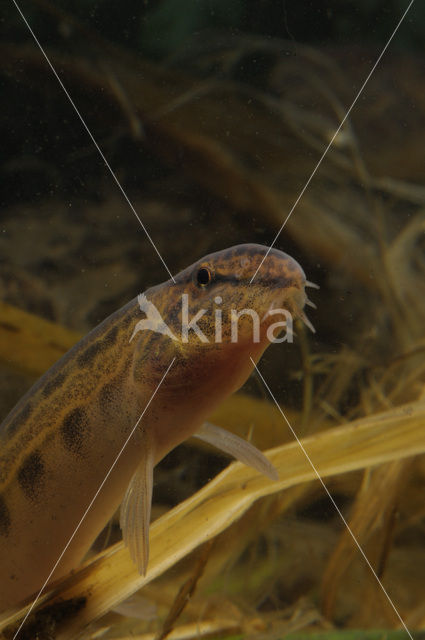 Kleine modderkruiper (Cobitis taenia)