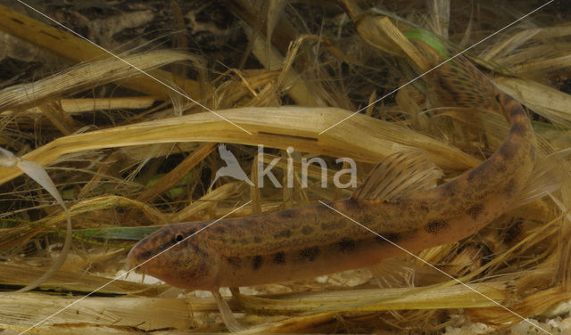 Kleine modderkruiper (Cobitis taenia)