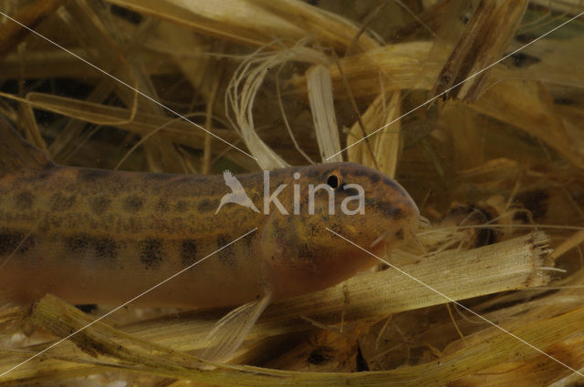 Kleine modderkruiper (Cobitis taenia)