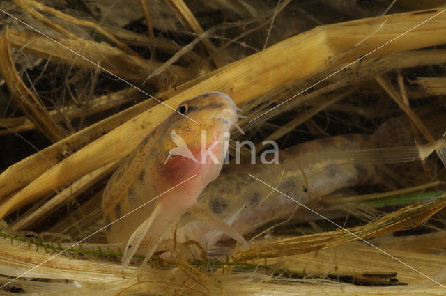 Kleine modderkruiper (Cobitis taenia)