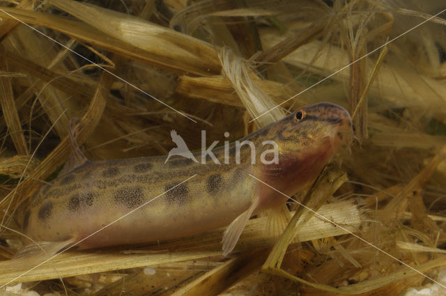 Kleine modderkruiper (Cobitis taenia)