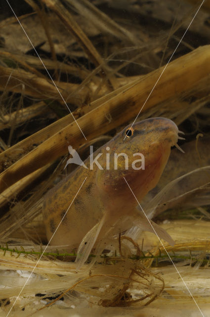 Kleine modderkruiper (Cobitis taenia)