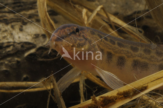 Kleine modderkruiper (Cobitis taenia)