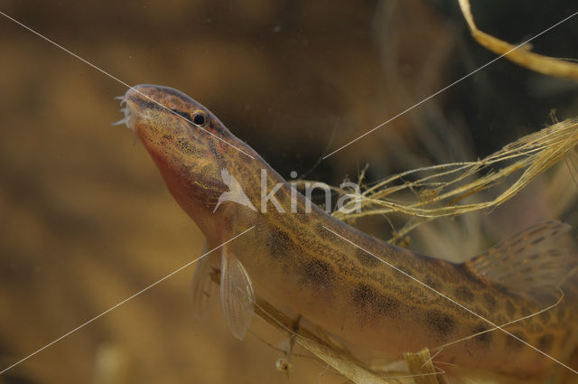 Kleine modderkruiper (Cobitis taenia)