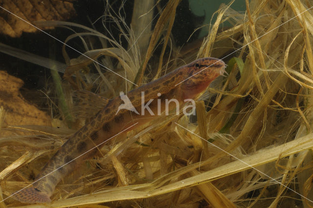 Kleine modderkruiper (Cobitis taenia)