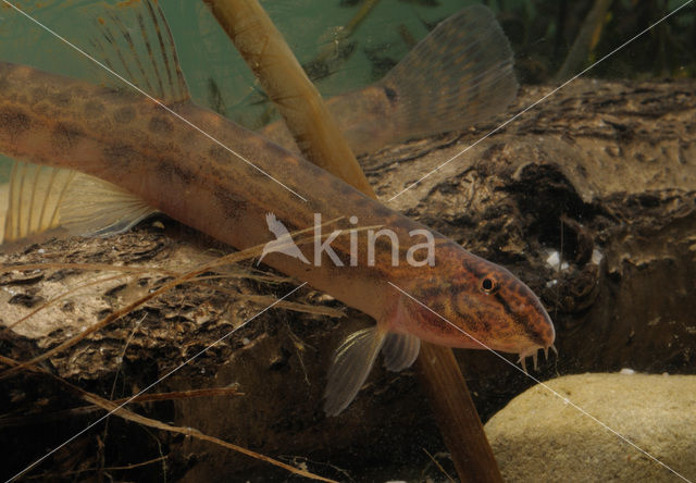 Kleine modderkruiper (Cobitis taenia)