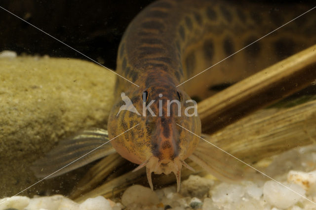 Kleine modderkruiper (Cobitis taenia)