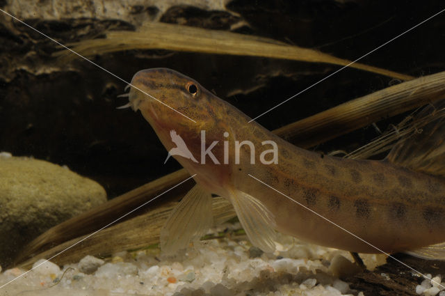 Spined Loach (Cobitis taenia)