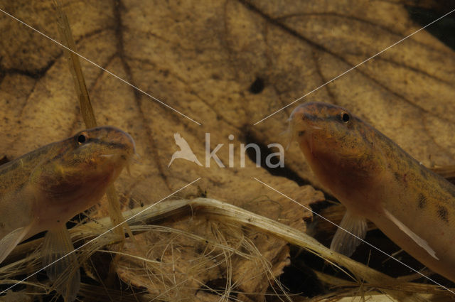 Kleine modderkruiper (Cobitis taenia)