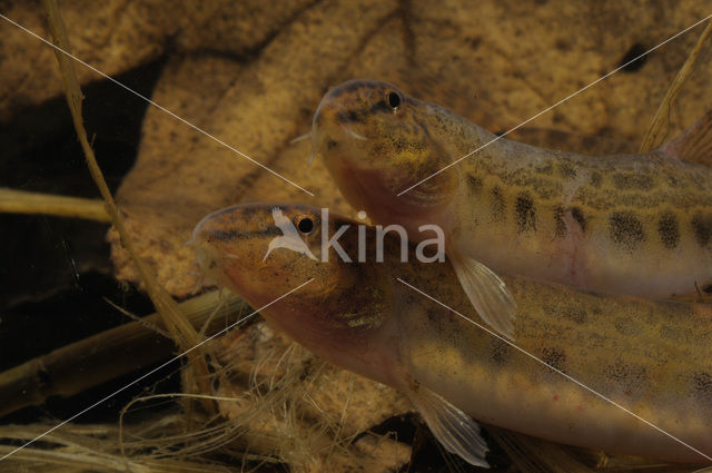 Kleine modderkruiper (Cobitis taenia)