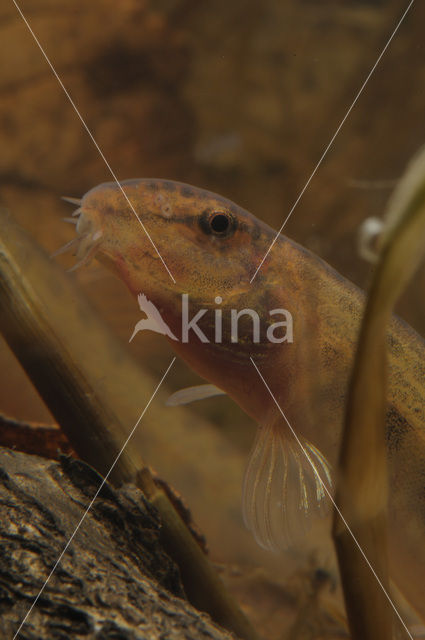 Kleine modderkruiper (Cobitis taenia)