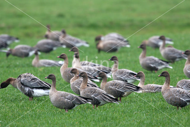 Kleine Rietgans (Anser brachyrhynchus)