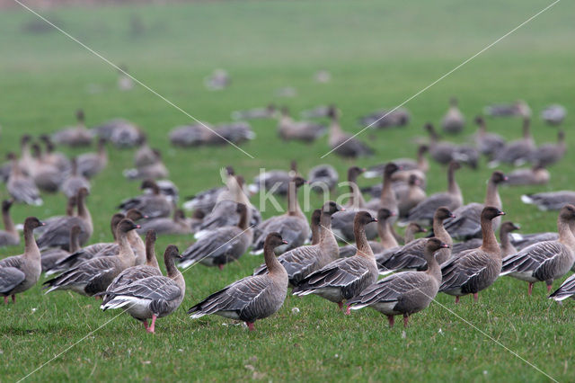 Kleine Rietgans (Anser brachyrhynchus)