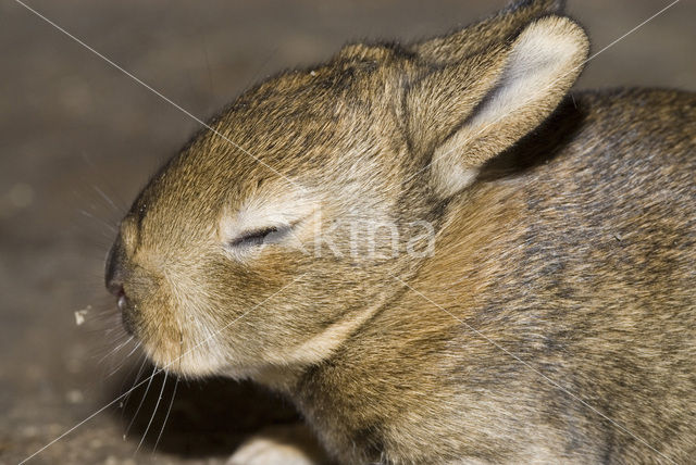 Konijn (Oryctolagus cuniculus)