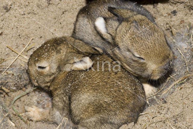 Konijn (Oryctolagus cuniculus)