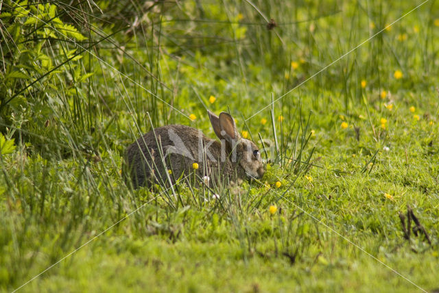 Konijn (Oryctolagus cuniculus)