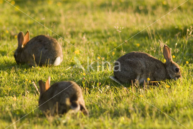 Konijn (Oryctolagus cuniculus)