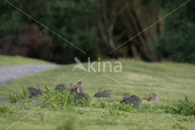 Konijn (Oryctolagus cuniculus)