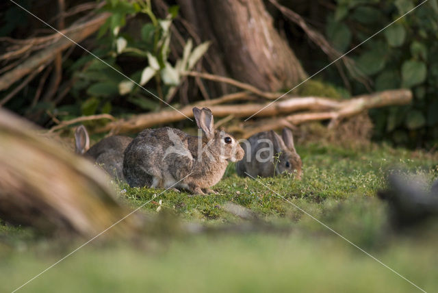 Konijn (Oryctolagus cuniculus)