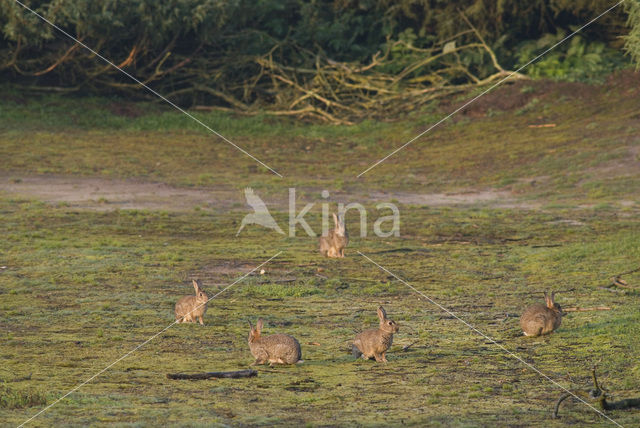 Konijn (Oryctolagus cuniculus)