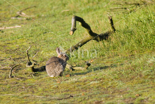 Konijn (Oryctolagus cuniculus)