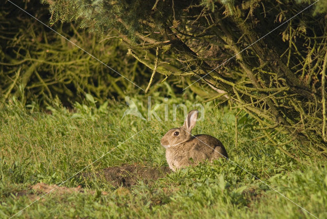 Konijn (Oryctolagus cuniculus)