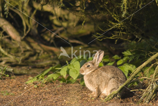 Konijn (Oryctolagus cuniculus)